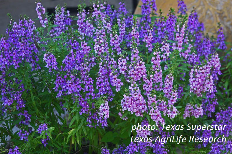 Serena Angelonia Texas Superstar plant 