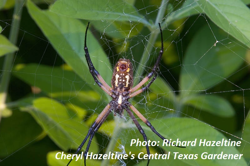 Argiope Cheryl Hazeltine's Central Texas Gardener