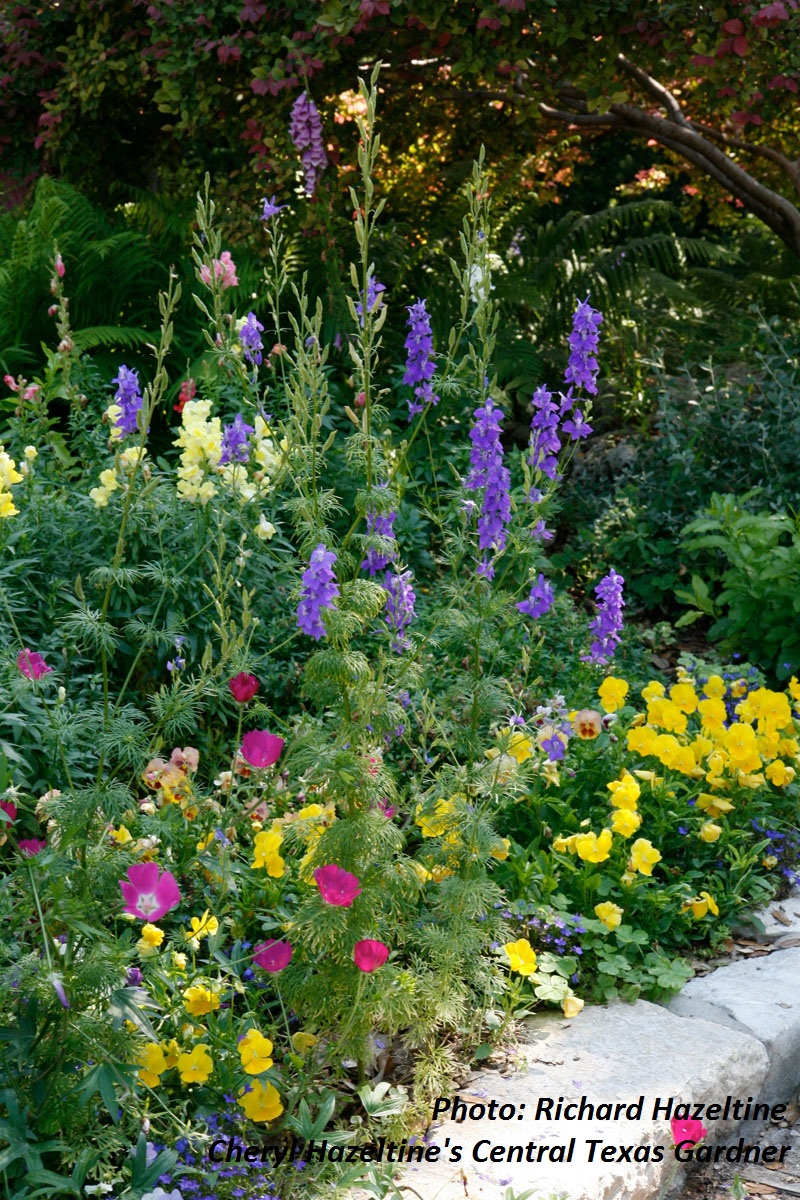 Cheryl Hazeltine's Central Texas Gardener