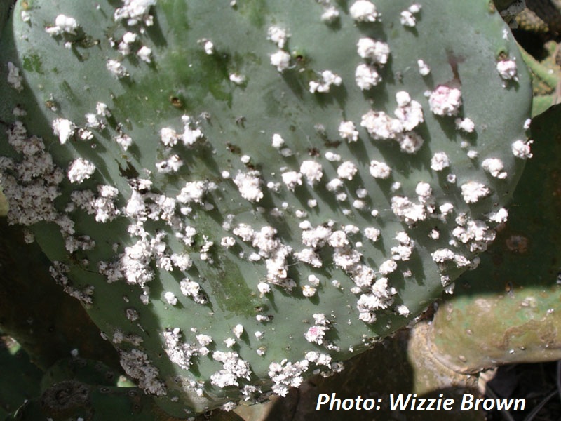 Cochineal scale, Dactylopius coccus 