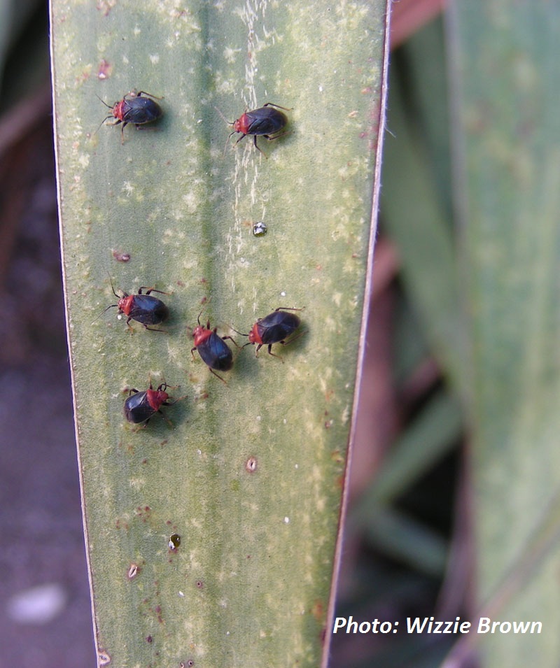 Yucca plant bug (Halticotoma valida)