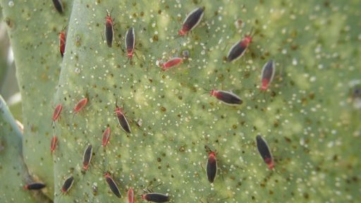 Cactus bugs (Hesperolabops gelastops)
