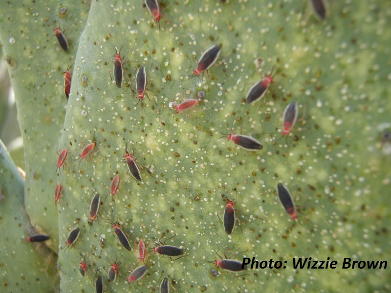 Cactus bugs (Hesperolabops gelastops) 