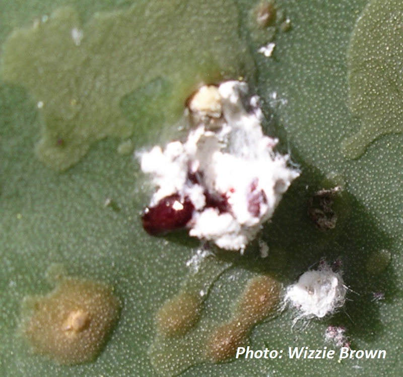 Red dye from cochineal insect