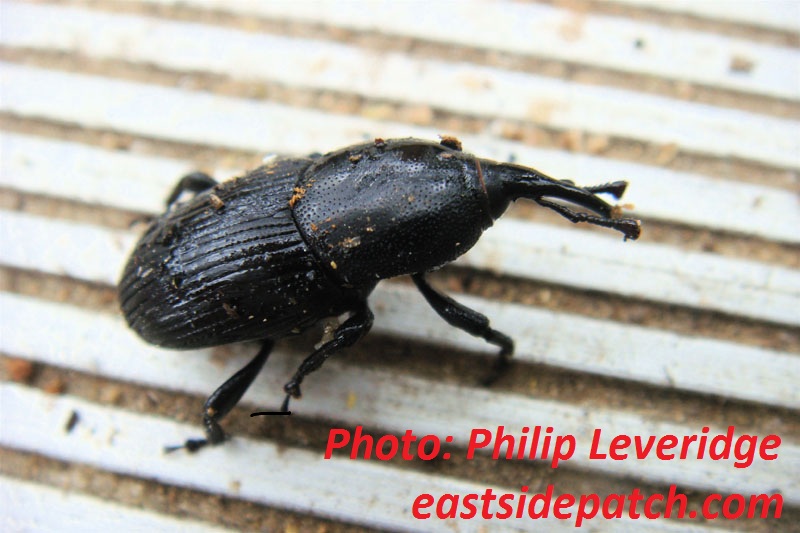 Agave snout weevil 