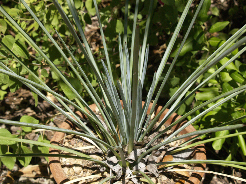 agave striata 