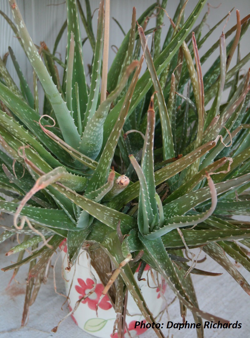 Aloe vera