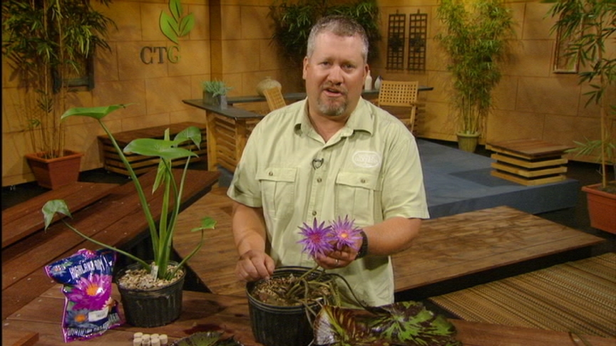 Steve Kainer, Hill Country Water Gardens & Nursery, Central Texas Gardener Steve Kainer, Hill Country Water Gardens & Nursery, Central Texas Gardener