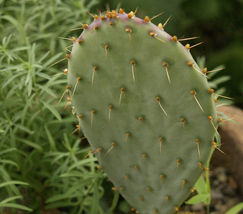 Santa Rita prickly pear cactus repotted after freezing