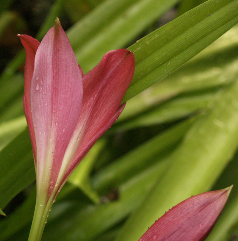 Crinum 'Ellen Bosanquet'