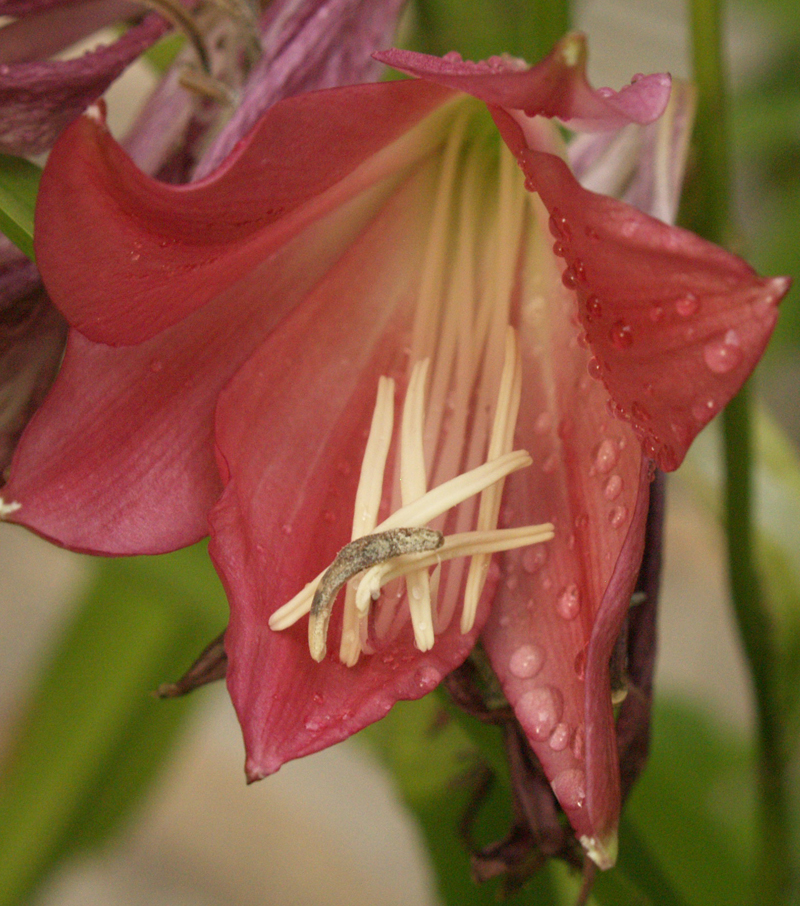 Crinum 'Ellen Bosanquet'