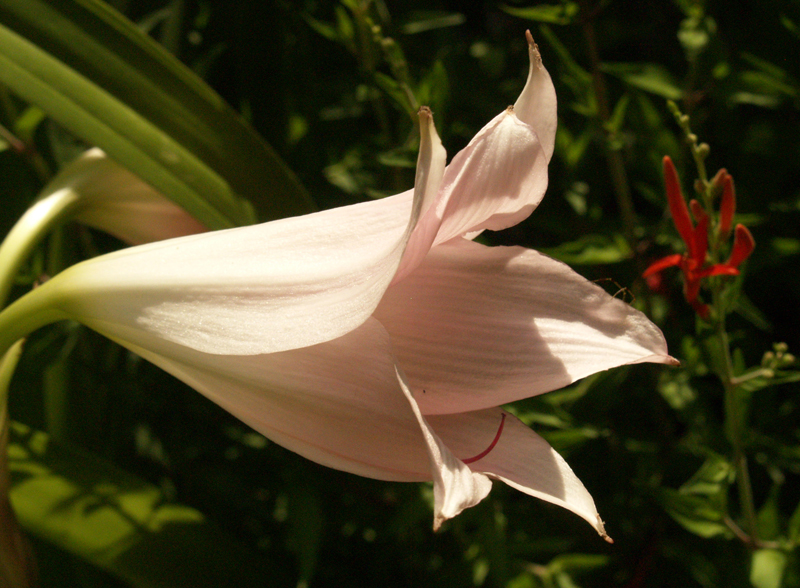 Pink crinum lily with flame acanthus