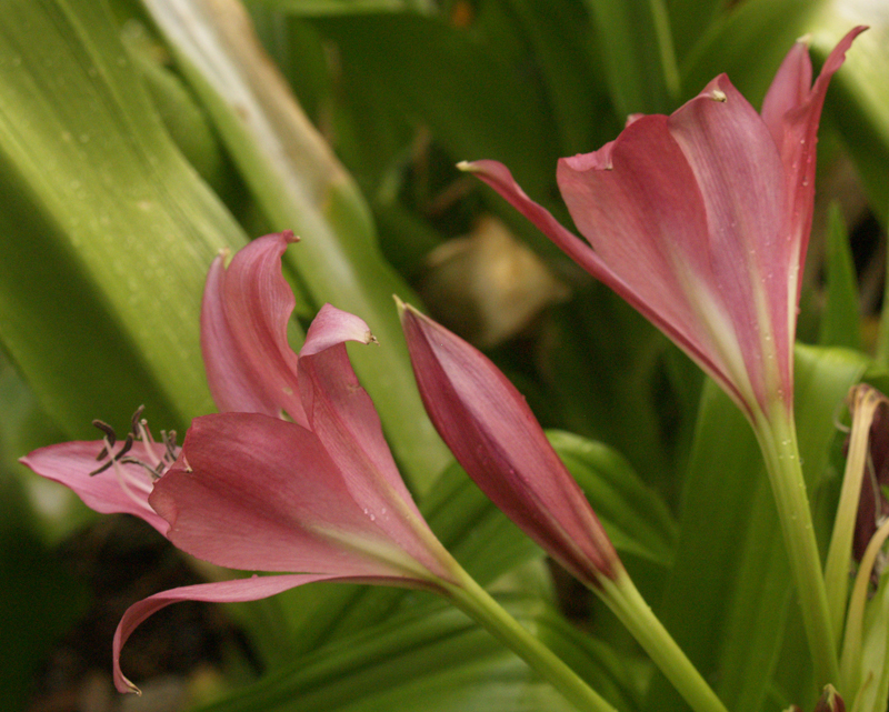 Crinum lily 'Ellen Bosanquet'