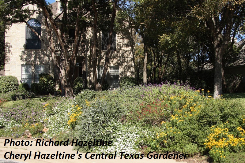 Cheryl Hazeltine's Central Texas Gardener 