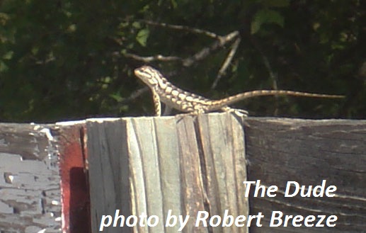 Texas tree lizard