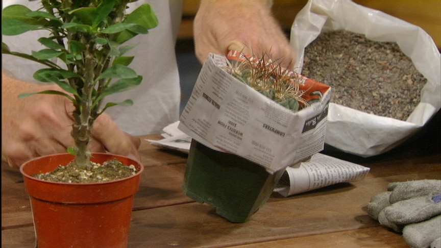 John Dromgoole pots up a prickly cactus 
