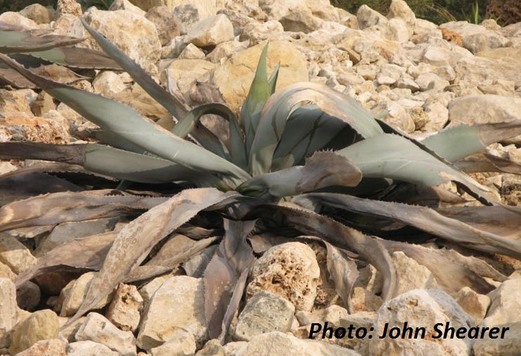 Agave dead from agave snout weevil