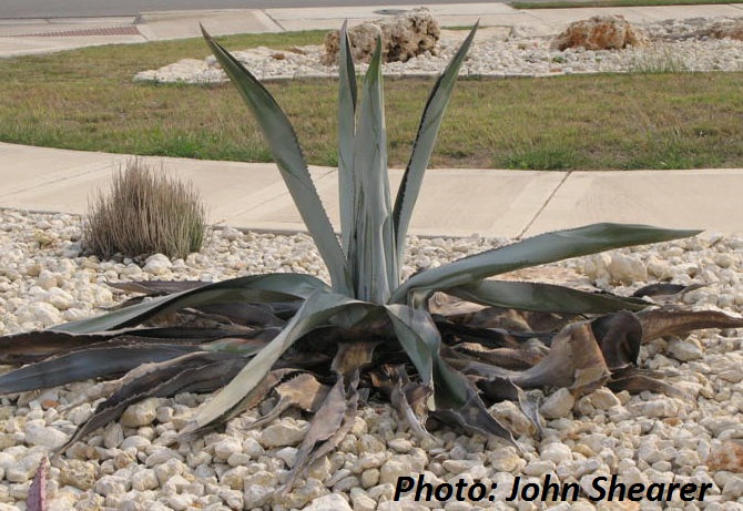 Damage from agave snout weevil