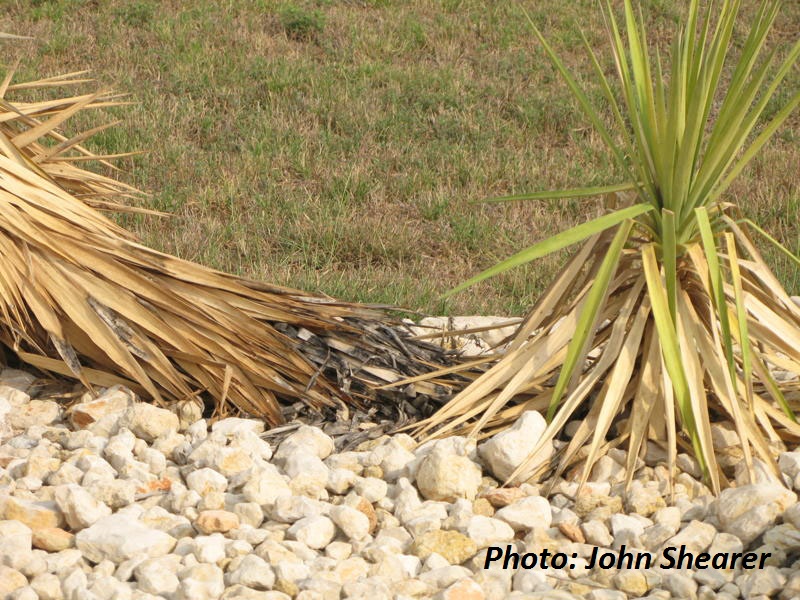 Agave snout weevil damage on yuccas