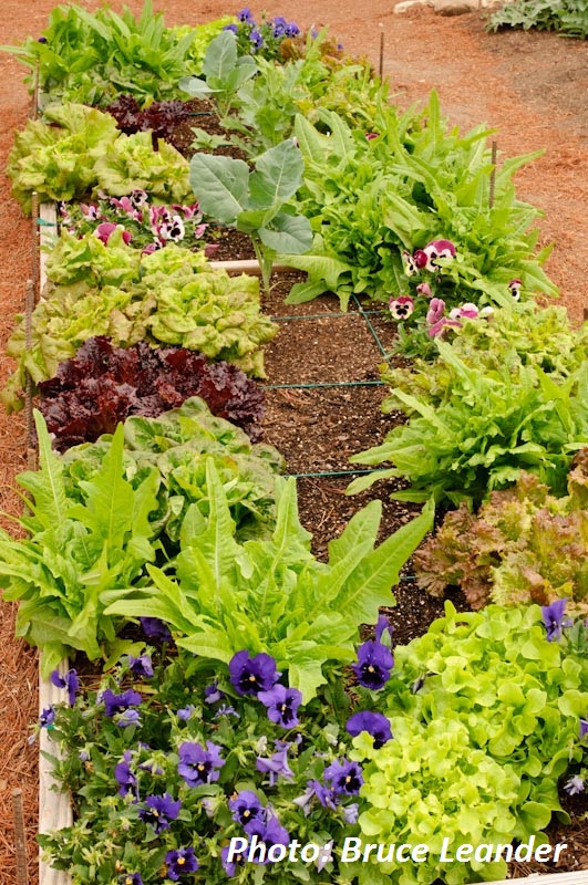 Lettuces Patty and Bruce Leander
