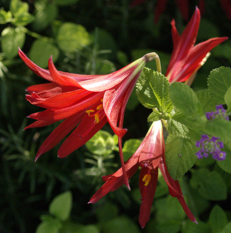 Oxblood lily