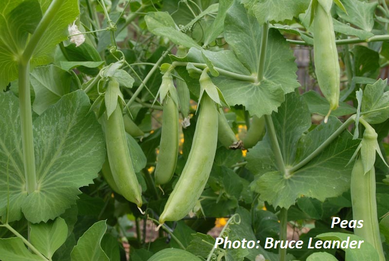 Peas Patty and Bruce Leander 