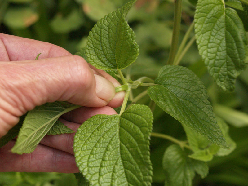 how to pinch a plant