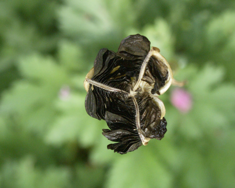 rain lily seeds 