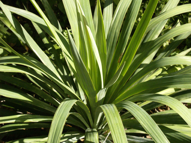 soft leaf yucca (Yucca recurvifolia)