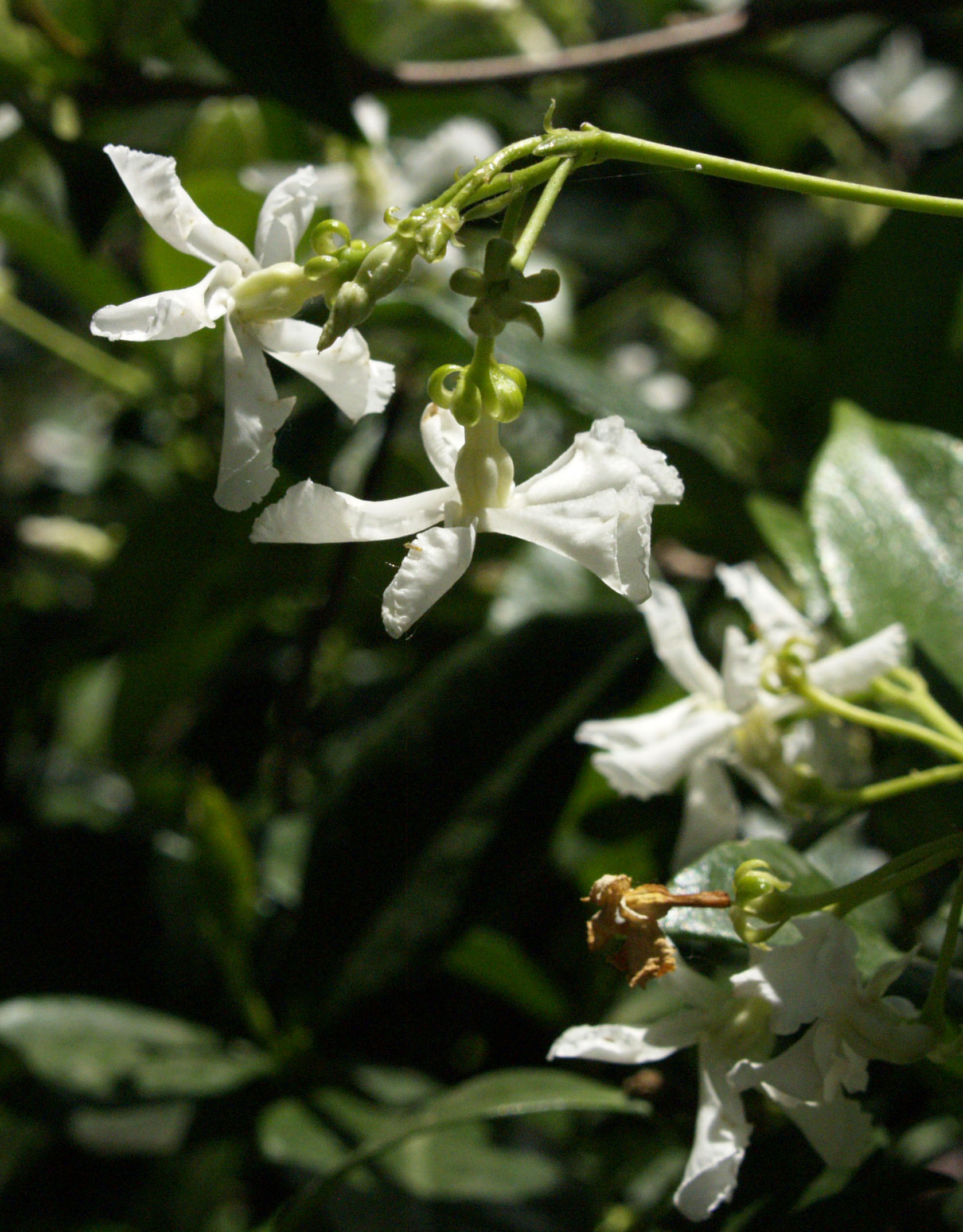 Star jasmine flower 