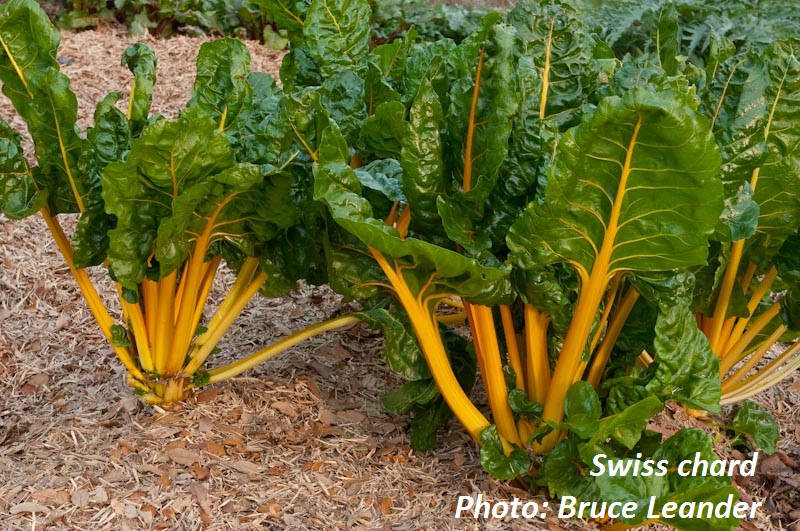 Swiss chard Patty and Bruce Leander Swiss chard Patty and Bruce Leander