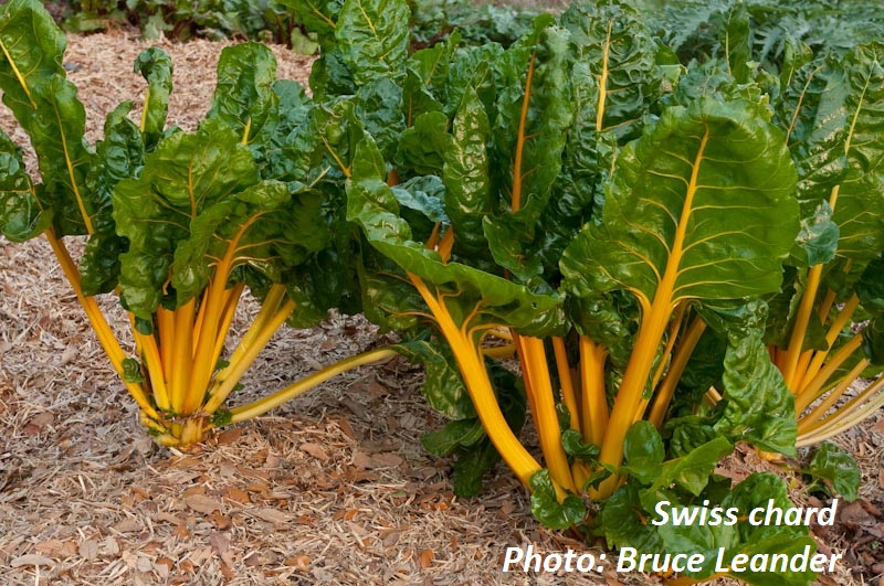 Swiss chard  Patty and Bruce Leander