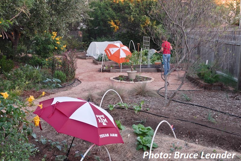 Shading new plants with umbrellas Shading new plants with umbrellas