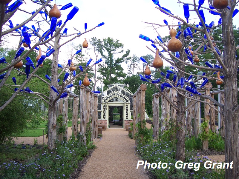 Bottle tree Heirloom Gardening in the South Bottle tree Heirloom Gardening in the South
