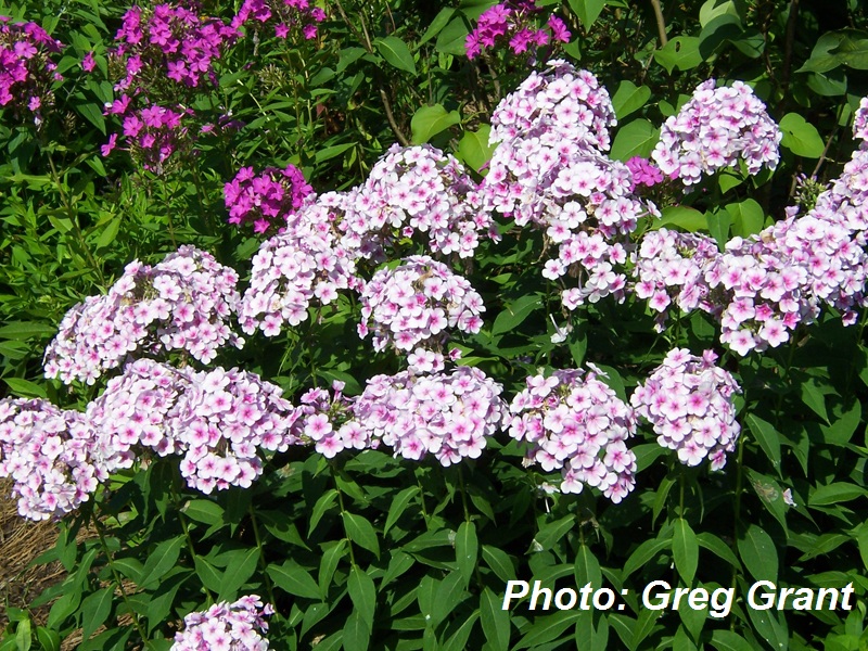 Phlox paniculata ‘John Fanick’