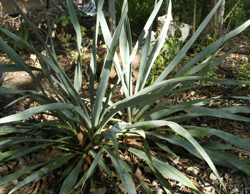 Yucca pallida