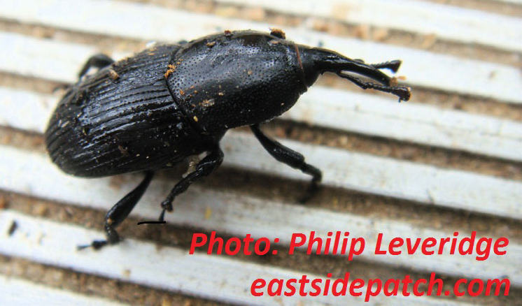 agave snout weevil 