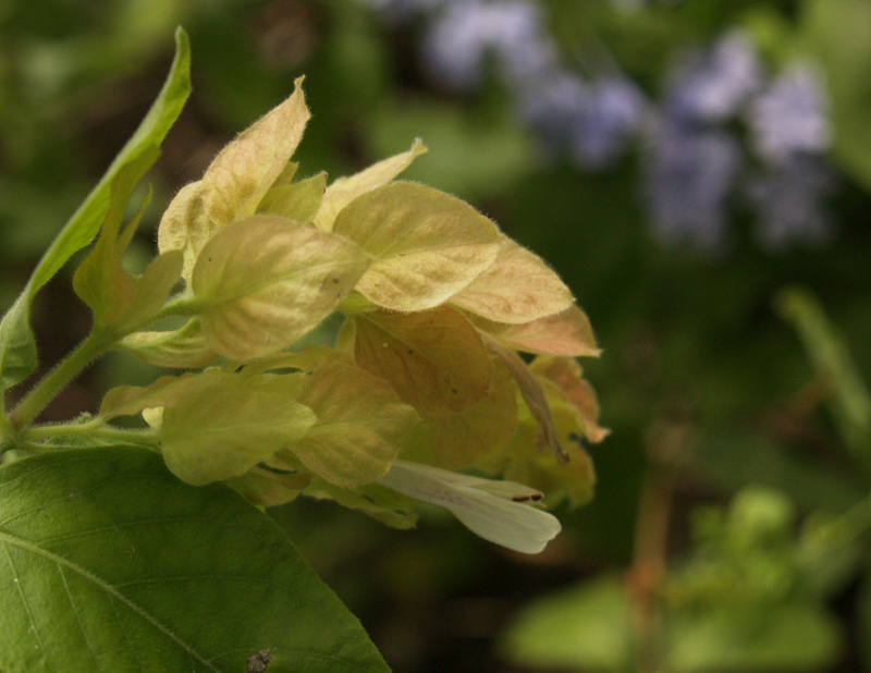 Shrimp plant and plumbago