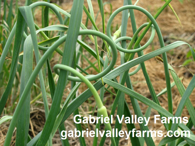 Garlic scapes, Gabriel Valley Farms 