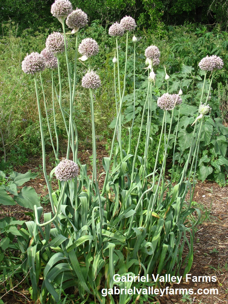 Garlic in bloom, Gabriel Valley Farms