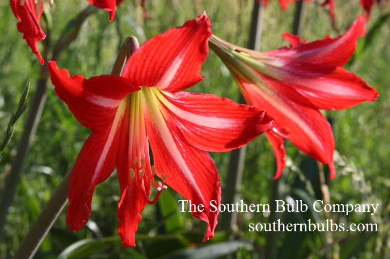 Hardy Amaryllis Hippeastrom x johnsonii 