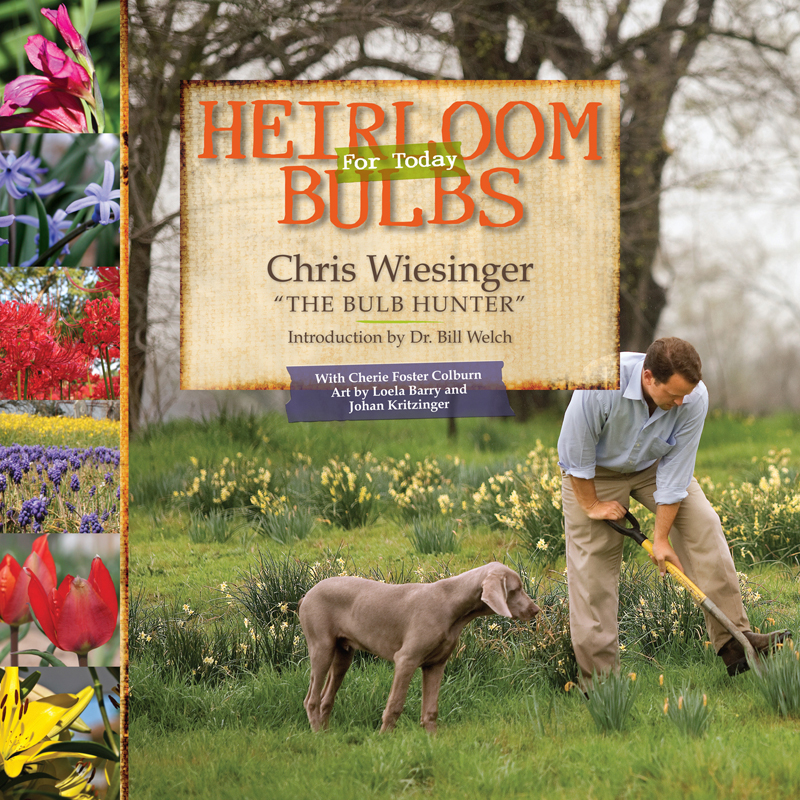 Heirloom Bulbs For Today Chris Wiesinger