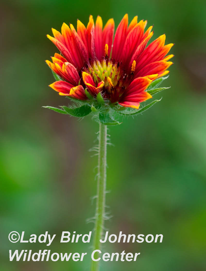 Indian blanket Lady Bird Johnson Wildflower Center 