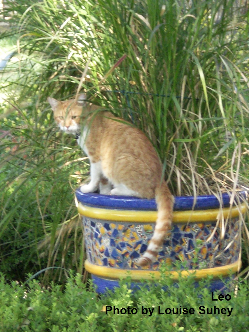 Leo the cat, Central Texas Gardener pet of the week 