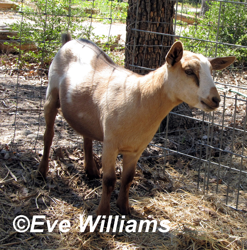 Tennessee fainting goat Central Texas Gardener 
