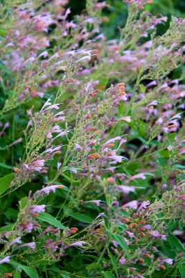 Agastache ‘Acapulco Salmon and Pink’