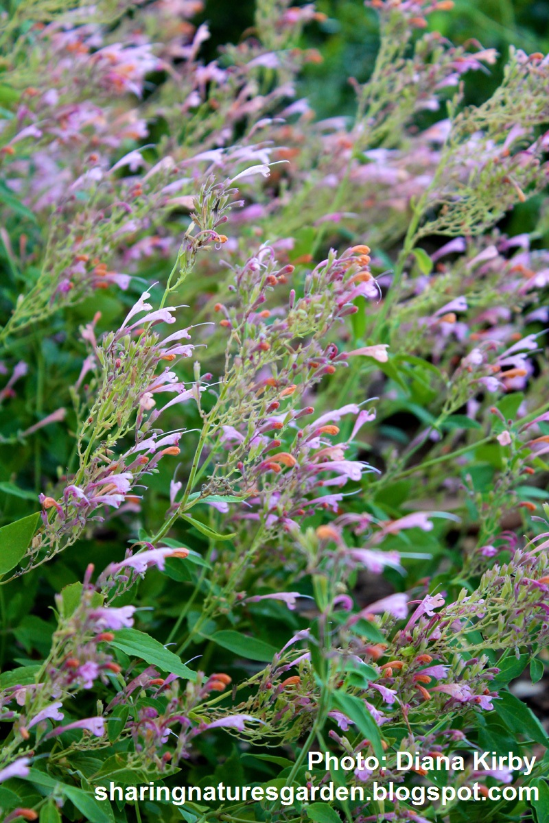 Agastache, Sharing Nature's Garden 