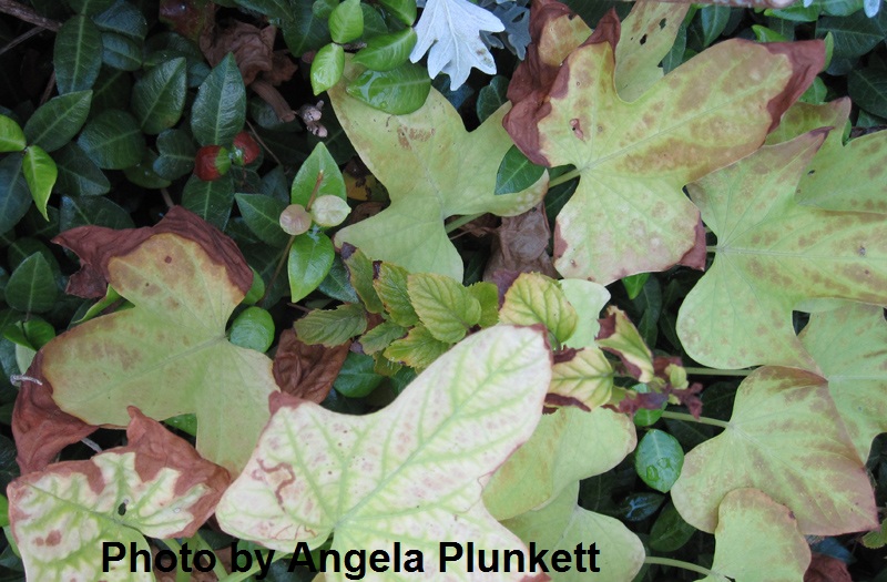 sun scald on plants Central Texas Gardener sun scald on plants Central Texas Gardener