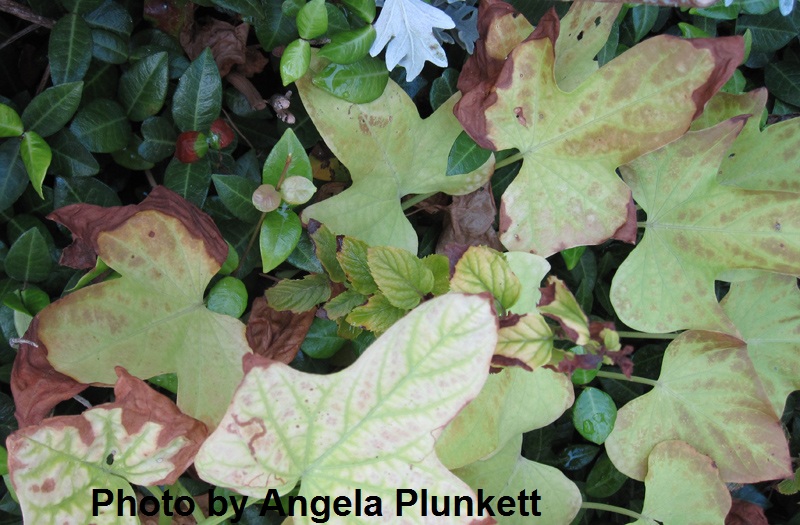 sun scald on plants Central Texas Gardener 