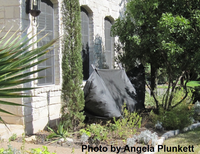 Shading plants with weed cloth barrier and T posts Central Texas Gar